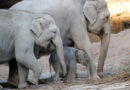 حديقة زوريخ تفقد 3 فيلة في أقل من شهر بسبب فيروس الهربس
